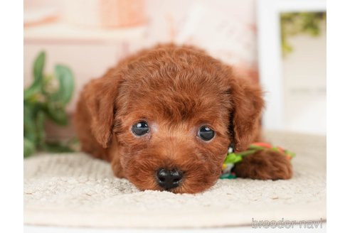 成約済の神奈川県のトイプードル-276262の12枚目