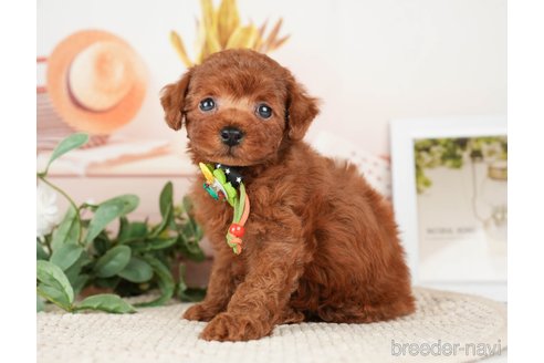 成約済の神奈川県のトイプードル-276262の5枚目