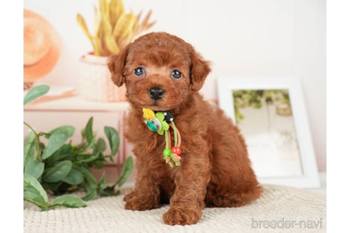 成約済の神奈川県のトイプードル-276262の4枚目