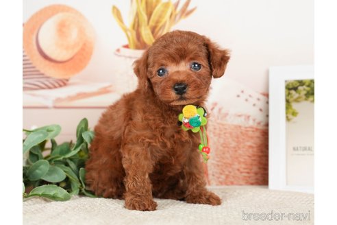 成約済の神奈川県のトイプードル-276262の3枚目