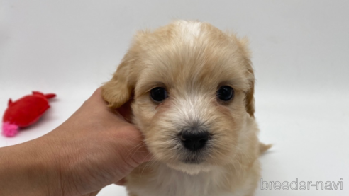 成約済の愛知県のマルックス:マルチーズ×ミニチュアダックスフンド-276265の7枚目