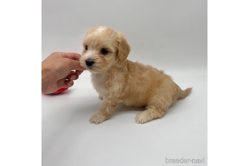 成約済の愛知県のマルックス:マルチーズ×ミニチュアダックスフンド-276265の6枚目