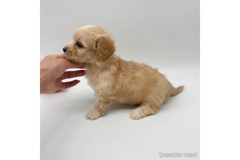 成約済の愛知県のマルックス:マルチーズ×ミニチュアダックスフンド-276265の4枚目