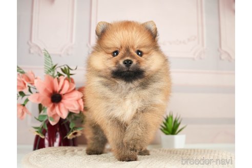 成約済の神奈川県のポメラニアン-276267の11枚目