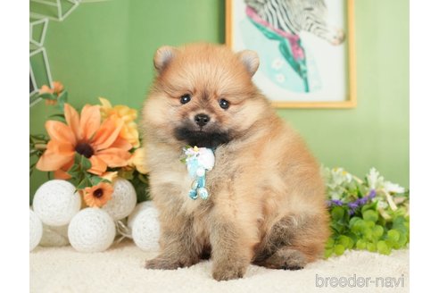 成約済の神奈川県のポメラニアン-276267の12枚目