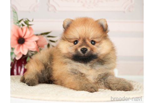 成約済の神奈川県のポメラニアン-276267の5枚目