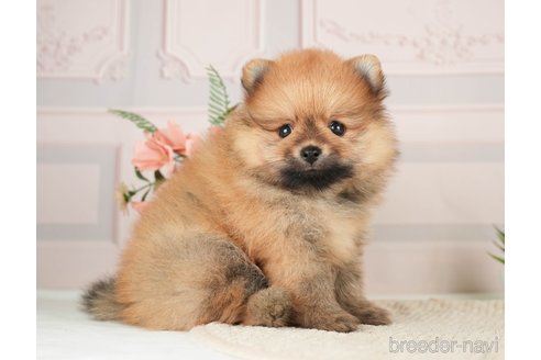 成約済の神奈川県のポメラニアン-276267の6枚目