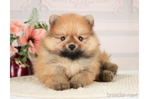 成約済の神奈川県のポメラニアン-276267の7枚目