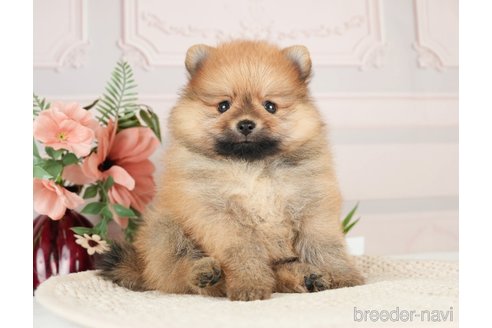 成約済の神奈川県のポメラニアン-276267の8枚目