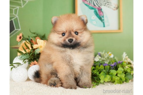 成約済の神奈川県のポメラニアン-276267の1枚目