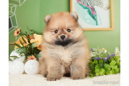 成約済の神奈川県のポメラニアン-276267の3枚目