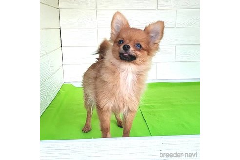 成約済の茨城県のポメラニアン-251770の10枚目