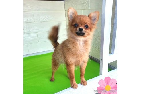 成約済の茨城県のポメラニアン-251770の7枚目