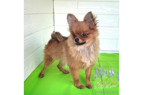 成約済の茨城県のポメラニアン-251766の10枚目