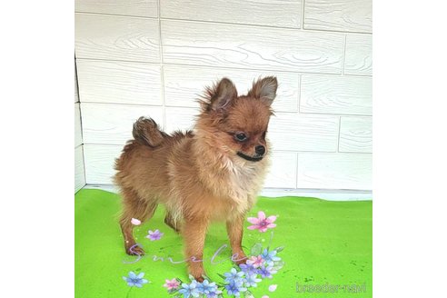 成約済の茨城県のポメラニアン-251766の8枚目