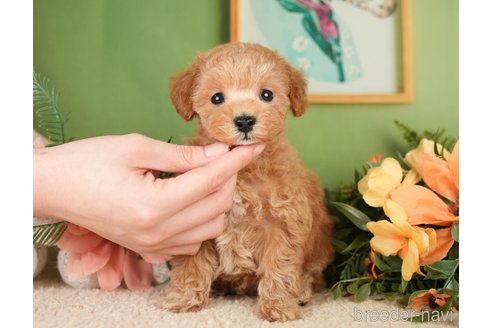成約済の神奈川県のタイニープードル-276272の11枚目