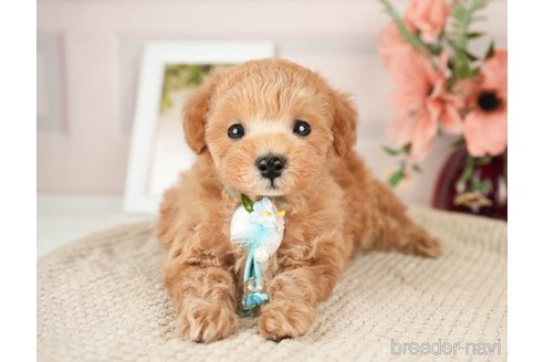 成約済の神奈川県のタイニープードル-276272の4枚目