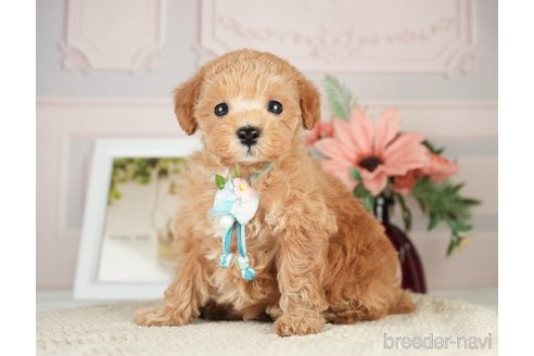 成約済の神奈川県のタイニープードル-276272の5枚目