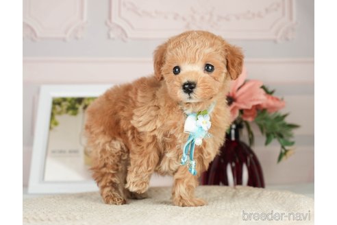 成約済の神奈川県のタイニープードル-276272の6枚目