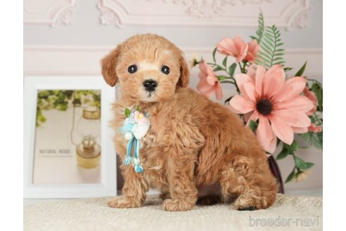 成約済の神奈川県のタイニープードル-276272の7枚目