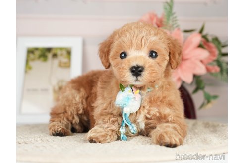 成約済の神奈川県のタイニープードル-276272の8枚目