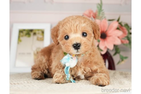 成約済の神奈川県のタイニープードル-276272の9枚目