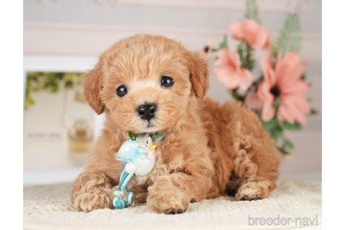 成約済の神奈川県のタイニープードル-276272の10枚目