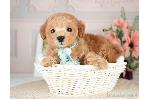 成約済の神奈川県のタイニープードル-276272の3枚目