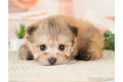 成約済の神奈川県のポメプー:ポメラニアン×トイプードル-276280の19枚目