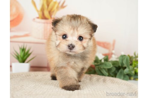 成約済の神奈川県のポメプー:ポメラニアン×トイプードル-276280の18枚目