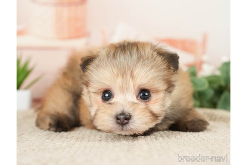 成約済の神奈川県のポメプー:ポメラニアン×トイプードル-276280の17枚目