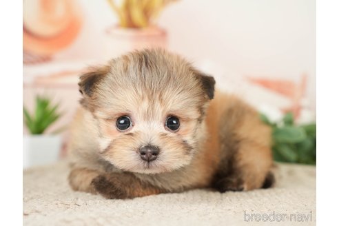 成約済の神奈川県のポメプー:ポメラニアン×トイプードル-276280の16枚目