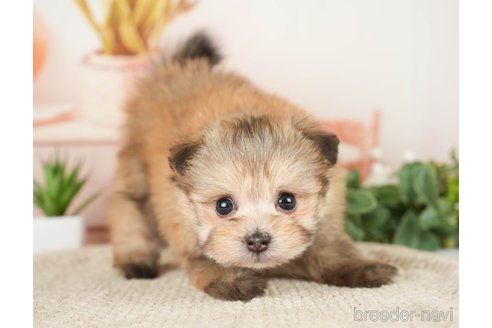 成約済の神奈川県のポメプー:ポメラニアン×トイプードル-276280の15枚目