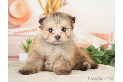 成約済の神奈川県のポメプー:ポメラニアン×トイプードル-276280の14枚目