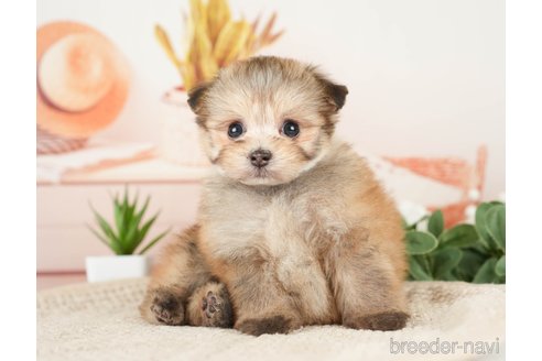 成約済の神奈川県のポメプー:ポメラニアン×トイプードル-276280の13枚目