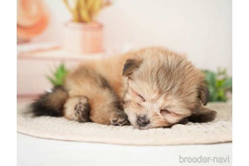 成約済の神奈川県のポメプー:ポメラニアン×トイプードル-276280の12枚目