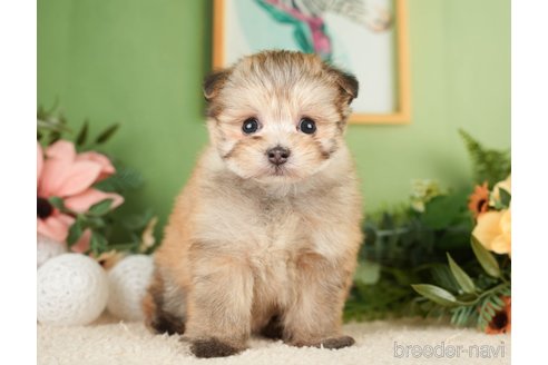 成約済の神奈川県のポメプー:ポメラニアン×トイプードル-276280の4枚目