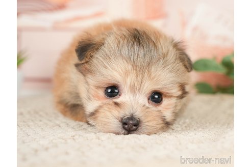 成約済の神奈川県のポメプー:ポメラニアン×トイプードル-276280の11枚目