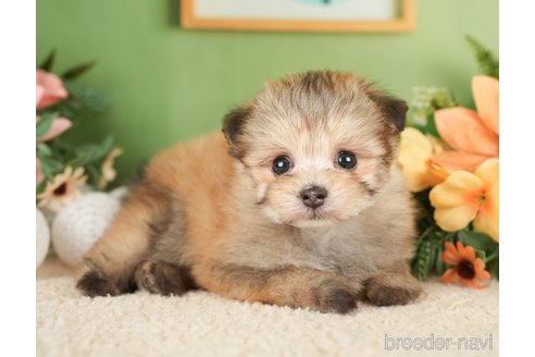 成約済の神奈川県のポメプー:ポメラニアン×トイプードル-276280の10枚目