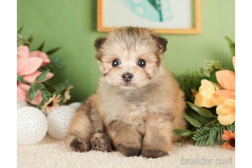 成約済の神奈川県のポメプー:ポメラニアン×トイプードル-276280の9枚目