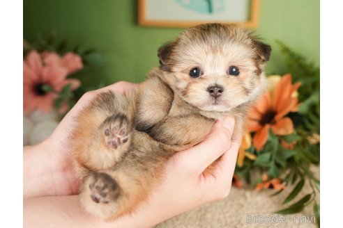 成約済の神奈川県のポメプー:ポメラニアン×トイプードル-276280の8枚目