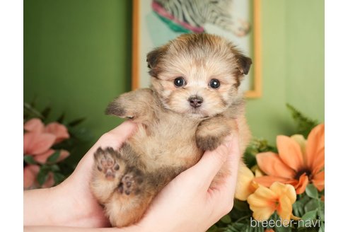 成約済の神奈川県のポメプー:ポメラニアン×トイプードル-276280の7枚目