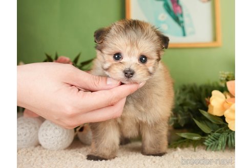 成約済の神奈川県のポメプー:ポメラニアン×トイプードル-276280の5枚目