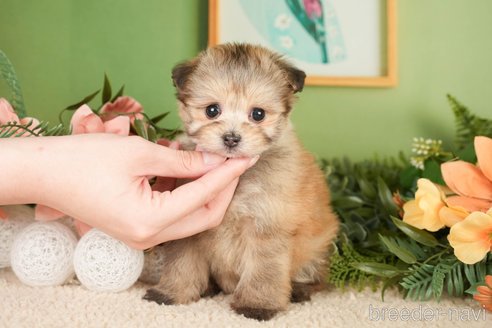 成約済の神奈川県のポメプー:ポメラニアン×トイプードル-276280の1枚目