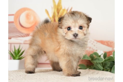 成約済の神奈川県のポメプー:ポメラニアン×トイプードル-276280の3枚目