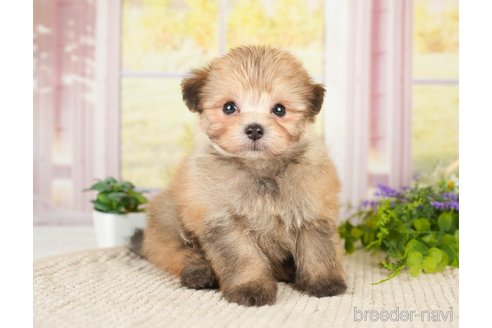 成約済の神奈川県のポメプー:ポメラニアン×トイプードル-276282の10枚目