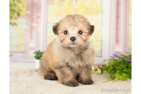 成約済の神奈川県のポメプー:ポメラニアン×トイプードル-276282の5枚目