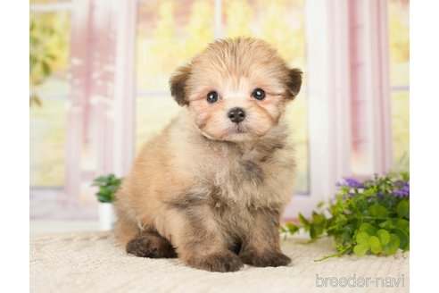 成約済の神奈川県のポメプー:ポメラニアン×トイプードル-276282の6枚目