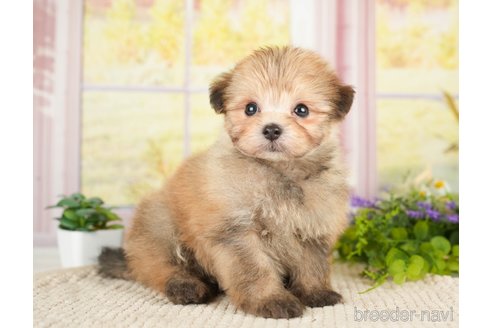 成約済の神奈川県のポメプー:ポメラニアン×トイプードル-276282の7枚目