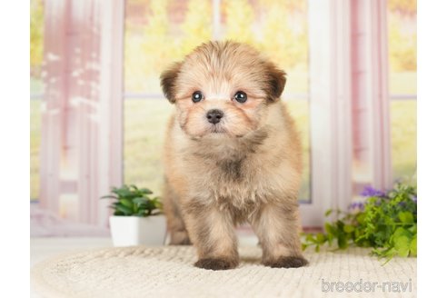 成約済の神奈川県のポメプー:ポメラニアン×トイプードル-276282の9枚目